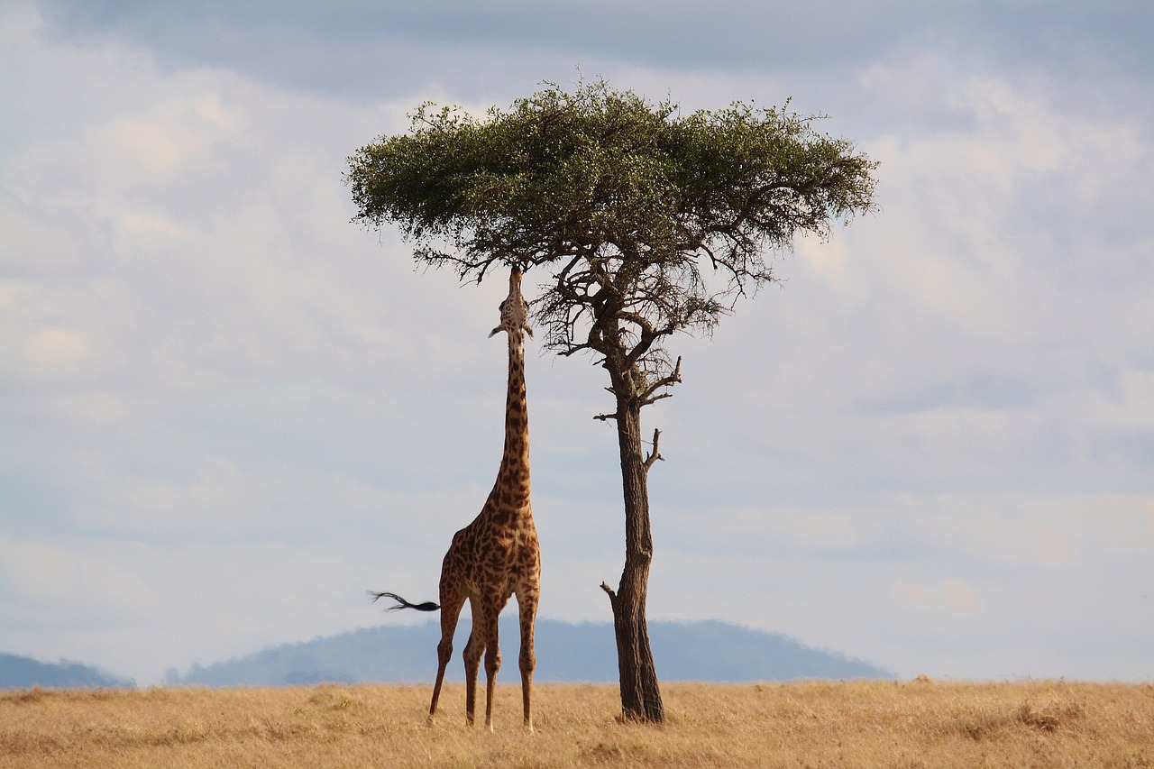 Giraffe faire appel à un coach professionnel pour particulier